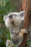Animal;Animals;arm;arms;Australia;australian;claw;claws;climb;climbs;Close-up;Close_up;currumbin;currumbin-wildlife-sanctuary;eucalyptus;face;feet;finger;fingers;foot;fur;furry;gold-coast;gum-tree;hand;hands;Koala;Koalas;Mammal;Mammals;Marsupial;Marsupials;Nature;Oceania;paw;paws;Phascolarctos;Phascolarctos-cinereus;queensland;toe;toes;tree;trees;Wild;Wildlife;zoo;Zoology