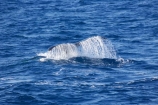 Animal;Animals;australia;australian;Cetacean;Cetaceans;Coast;dive;hervey-bay;humpback;Humpback-Whale;humpbacks;Marine-life;Marine-mammal;Marine-mammals;Megaptera-novaeangliae;Nature;ocean;oceans;pacific-ocean;Power;queensland;Sea;Sea-mammal;Sea-mammals;seas;splash;splashes;splashing;Tail;Tails;tasman-sea;Water;Whale;Whales