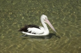 Animal;Animals;Aquatic-bird;Aquatic-birds;Australia;australian;Australian-pelican;beak;bill;bird;birds;Marine-bird;Marine-birds;Nature;New-South-Wales;Oceania;ornithology;Pelecanus-conspicillatus;Pelican;Pelicans;queensland;tweed-heads;unusual;water;Web_footed;Wild;Wildlife;Zoology