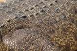 australia;australian;Close-Up;close-ups;close_up;close_ups;Crocodile;crocodiles;detail;details;nature;pattern;patterns;queensland;Reptile;reptiles;scale;scales;skin;wild;Wildlife