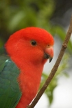 Alisterus-scapularis;Animal;animals;australia;australian;Avian;Beak;Bird;birds;Blue;Bright;Close-up;Color;Colored;colorful;Colors;Colour;Coloured;colourful;Colours;currumbin;Exotic;Fauna;Feather;green;Habitat;King-Parrot;king-parrots;lamington-national-park;Natural;Nature;OReillys-Rainforest;Oceania;orange;Ornithology;Oz;Parrot;parrots;Perch;Perching;Plumage;Portrait;queensland;Red;Vivid;wild;Wildlife;Wing