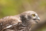 Animal;animals;australia;australian;Avian;Barking-Owl;barking-owls;Beak;Bird;birds;Close-up;currumbin;Fauna;Feather;Habitat;Natural;Nature;Ninox-connivens;Oceania;Ornithology;owl;owls;Oz;Perch;Perching;Plumage;Portrait;queensland;wild;Wildlife;Wing
