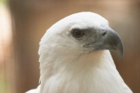Animal;animals;australia;australian;Avian;Beak;Bird;bird-of-prey;bird_of_prey;birds;birds-of-prey;birds_of_prey;Close-up;currumbin;eagle;eagles;Fauna;Feather;Habitat;Natural;Nature;Oceania;Ornithology;Oz;Perch;Perching;Plumage;Portrait;queensland;sea-eagle;sea_eagle;wild;Wildlife;Wing