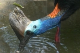 Animal;animals;australia;australian;Avian;Beak;Bird;Casuarius-casuarius-johnsonii;Close-up;currumbin;endangered;Fauna;Feather;Habitat;Natural;Nature;Oceania;Ornithology;Oz;Plumage;Portrait;queensland;Southern-Cassowaries;Southern-Cassowary;Southern-Cassowarys;unusual;wild;Wildlife;Wing