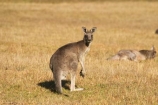 Animal;Animals;australasia;Australia;australian;eastern-gray-kangaroo;eastern-gray-kangaroos;eastern-grey-kangaroo;eastern-grey-kangaroos;grampian;grampian-national-park;grampians;grampians-national-park;gray-kangaroo;gray-kangaroos;Grey-Kangaroo;Grey-Kangaroos;halls-gap;head;heads;Kangaroo;Kangaroos;Macropodidae;Macropus-giganteus;Mammal;Mammals;Marsupial;Marsupials;marsupium;Nature;portrait;portraits;pouch;skippy;victoria;Wild;Wildlife;Zoology