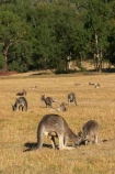 Animal;Animals;australasia;Australia;australian;eastern-gray-kangaroo;eastern-gray-kangaroos;eastern-grey-kangaroo;eastern-grey-kangaroos;father;grampian;grampian-national-park;grampians;grampians-national-park;gray-kangaroo;gray-kangaroos;Grey-Kangaroo;Grey-Kangaroos;halls-gap;head;heads;Kangaroo;Kangaroos;Macropodidae;Macropus-giganteus;male;Mammal;Mammals;Marsupial;Marsupials;marsupium;Nature;portrait;portraits;pouch;skippy;victoria;Wild;Wildlife;Zoology
