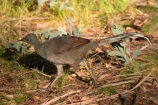Animal;animals;australasia;australia;australian;Avian;Beak;bird;birds;Close-up;Fauna;Feather;lyretail;lyretails;Menura-novaehollandiae;mount-buffalo-national-park;mt-buffalo-national-park;mt.-buffalo-national-park;native-pheasant;native-pheasants;Natural;Nature;Oceania;Ornithology;Oz;Plumage;Portrait;victoria;wild;Wildlife;Wing