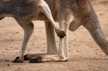 Animal;Animals;australasia;Australia;australian;austrlian;eastern-gray-kangaroo;eastern-gray-kangaroos;gray-kangaroo;gray-kangaroos;Grey-Kangaroo;Grey-Kangaroos;itch;itching;Kangaroo;Kangaroos;Macropus-giganteus;Mammal;Mammals;marsupial;Marsupials;Nature;portrait;portraits;scratch;scratching;skippy;Wild;Wildlife;Zoology