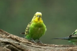 australasia;Australia;australian;avian;bird;birds;Budgerigar;budgerigars;budgie;budgies;green;melbourne;Melopsittacus-undulatus;parrot;parrots;victoria