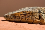 Alice-Springs;animal;animals;Australasia;Australia;Australian;Australian-Outback;Central-Australia;head;heads;lizard;lizards;Monitor-Lizard;Monitor-Lizards;N.T.;Northern-Territory;NT;Outback;Perentie;reptile;reptiles;Varanus-giganteus