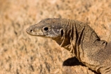 Alice-Springs;animal;animals;Australasia;Australia;Australian;Australian-Outback;Central-Australia;Goanna;Goanna-Varanus-sp;Goannas;lizard;lizards;Monitor-Lizard;Monitor-Lizards;N.T.;Northern-Territory;NT;Outback;reptile;reptiles;Spencers-Goanna
