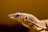 Alice-Springs;animal;animals;Australasia;Australia;Australian;Australian-Outback;Central-Australia;Goanna;Goanna-Varanus-sp;Goannas;lizard;lizards;Monitor-Lizard;Monitor-Lizards;N.T.;Northern-Territory;NT;Outback;reptile;reptiles;Spencers-Goanna