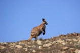 Animal;Animals;australasia;Australasian;Australia;Australian;Australian-Outback;austrlian;back-country;backcountry;backwoods;Flinders-Ranges;Flinders-Ranges-N.P.;Flinders-Ranges-National-Park;Flinders-Ranges-NP;Kangaroo;Kangaroos;Macropus-sp;Mammal;Mammals;Marsupial;Marsupials;national-park;national-parks;Nature;Outback;Outback-Travel;remote;remoteness;S.A.;SA;skippy;South-Australia;South-Flinders-Ranges;Wild;Wildlife;Zoology