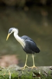 Animal;animals;Ardea-picata;Ardeidae;Australasian;Australia;Australian;Avian;Beak;bird;bird-watching;bird_watching;birds;Breakfast-with-the-Birds;eco-tourism;eco_tourism;ecotourism;Fauna;Natural;Nature;North-Queensland;Ornithology;Pied-Heron;Pied-Herons;Port-Douglas;Qld;Queensland;The-Rainforest-Habitat-Wildlife-Sanctuary;wild;Wildlife