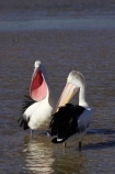 Animal;Animals;Aquatic-bird;Aquatic-birds;Australasian;Australia;Australian;Australian-Pelican;Australian-Pelicans;avian;beak;bill;bird;bird-watching;bird_watching;birds;eco-tourism;eco_tourism;ecotourism;Fauna;Feather;Marine-bird;Marine-birds;N.S.W.;Natural;Nature;New-South-Wales;NSW;Oceania;open-bill;Ornithology;Pelecanus-conspicillatus;Pelican;Pelicans;The-Entrance;water;wild;Wildlife;Zoology