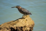 Animal;animals;Australasian;Australia;Australian;avian;bird;bird-watching;bird_watching;birds;Butorides-striatus;coast;coastal;coastline;coastlines;coasts;Darwin;East-Point;East-Point-Recreation-Reserve;East-Point-Reserve;eco-tourism;eco_tourism;ecotourism;Fauna;foreshore;herons;marine;N.T.;native;Natural;natural-history;nature;Northern-Territory;NT;ocean;Ornithology;sea;shore;shoreline;shorelines;shores;stagnatilis;Striated-Heron;Striated-Herons;Top-End;water;wild;wildlife;Wing