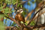 Animal;animals;Australasian;Australia;Australian;Avian;Beak;bird;bird-watching;bird_watching;birds;eco-tourism;eco_tourism;ecotourism;Fauna;Gray-crowned-Babbler;Gray_crowned-Babbler;Grey-crowned-Babbler;Grey_crowned-Babbler;Kimberley;Kimberley-Region;Natural;Nature;Ornithology;Pomatostomus-temporalis;Purnululu-N.P.;Purnululu-National-Park;Purnululu-NP;The-Kimberley;UN-world-heritage-area;UN-world-heritage-site;UNESCO-World-Heritage-area;UNESCO-World-Heritage-Site;united-nations-world-heritage-area;united-nations-world-heritage-site;W.A.;WA;West-Australia;Western-Australia;wild;Wildlife;Wing;world-heritage;world-heritage-area;world-heritage-areas;World-Heritage-Park;World-Heritage-site;World-Heritage-Sites