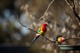 Australian;wildlife;animal;animals;Australian-wildlife;bird;birds;Animal;animals;Bright;Eastern-rosella;Eastern-Rosellas;Natural;Nature;Parrot;parrots;Perch;Perching;Platycercus-eximius;Plumage;Portrait;Red;rosella;rosellas;Vivid;Wildlife;Armidale;NSW;N.S.W.;New-South-Wales
