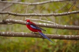 Australian;wildlife;animal;animals;Australian-wildlife;bird;birds;Animal;animals;Bright;crimson-rosella;Crimson-Rosellas;Natural;Nature;Parrot;parrots;Perch;Perching;Platycercus-elegans;Plumage;Portrait;Red;rosella;rosellas;Vivid;Wildlife;Armidale;NSW;N.S.W.;New-South-Wales