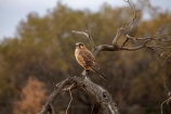 Australia;Australian;wildlife;animal;animals;Australian-wildlife;bird;birds;Brown-Falcon;Falco-berigora;Blanchewater-Ruins;Strzeleki-Track;South-Australia;Brown-Falcons;falcon;avian;bird-of-prey;bird-watching;bird_of_prey;bird_watching;birds;birds-of-prey;birds_of_prey;Ornithology;raptor;falcons;dead-tree;Strzelecki-Track