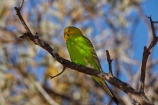 Australia;Australian;wildlife;animal;animals;Australian-wildlife;bird;birds;Budgerigar;budgerigars;budgie;budgies;green;melbourne;Melopsittacus-undulatus;parrot;parrots;Simpson-Desert;Queensland;common-parakeet;shell-parakeet;budgie