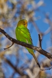 Australia;Australian;wildlife;animal;animals;Australian-wildlife;bird;birds;Budgerigar;budgerigars;budgie;budgies;green;melbourne;Melopsittacus-undulatus;parrot;parrots;Simpson-Desert;Queensland;common-parakeet;shell-parakeet;budgie
