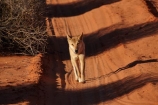 French-Line;Simpson-Desert;South-Australia;SA;S.A.;animal;animals;Australian-wildlife;Australia;Australian;Australian-Dingo;Canidae;Canis-lupus-dingo;Carnivora;carnivore;Dingo;Dingoes;dog;dogs;mammal;mammals;national-parks;predator;primative-dog;primative-dogs;Simson-Desert-Regional-Park;Simpson-Desert-National-Park;Munga_Thirri–Simpson-Desert-National-Park;Munga_Thirri-National-Park;desert;deserts