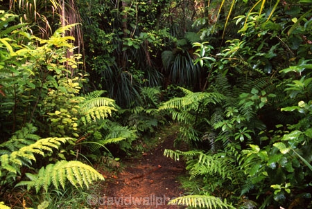 fern;ferns;forest;forestry;forests;great-walk;green;hiking;lush;native-bush;tracks;tramp;tramping;walking;walks
