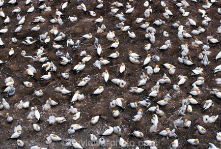 Aquatic-birds;australasian-gannet;birds;colonies;Community;Crowd;Crowded;Crowds;Group;Groups;Many;Marine-bird;Marine-birds;Mass;morus-serrator;native;natural-gannets;nature;nesting;new-zealand;Outdoor;Outdoors;Wild;Wildlife