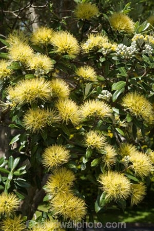 Auckland;Aurea;bloom;blooms;Cornwall-Park;flower;flowers;icon;icons;leaf;leaves;Metrosideros-excelsa;Metrosideros-excelsa-Aurea;N.I.;N.Z.;native;nature;New-Zealand;NI;north-is.;North-Island;NZ;One-Tree-Hill;Pohutukawa;pohutukawas;summer;symbol;symbols;Yellow;Yellow-Pohutukawa;Yellow-Pohutukawa-Flower;Yellow-Pohutukawa-Flowers;Yellow-Pohutukawas