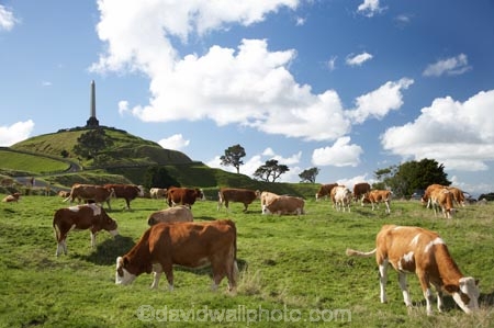 agricultural;agriculture;animal;animals;auckland;brown-and-white-cow;brown-and-white-cows;brown-cow;brown-cows;calves;cattle;cornwall-park;cow;cows;farm;farming;farmland;farms;field;fields;fur;grass;grassy;Herbivore;Herbivores;Herbivorous;Livestock;mammal;mammals;Maungakiekie;meadow;meadows;N.I.;n.z.;new-zealand;NI;north-island;nz;obelisk;one-tree-hill;one-tree-hill-domain;paddock;paddocks;pasture;pastures;stock;volcano;volcanoes