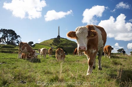 agricultural;agriculture;animal;animals;auckland;brown-and-white-cow;brown-and-white-cows;brown-cow;brown-cows;calves;cattle;cornwall-park;cow;cows;farm;farming;farmland;farms;field;fields;fur;grass;grassy;Herbivore;Herbivores;Herbivorous;Livestock;mammal;mammals;Maungakiekie;meadow;meadows;N.I.;n.z.;new-zealand;NI;north-island;nz;obelisk;one-tree-hill;one-tree-hill-domain;paddock;paddocks;pasture;pastures;stock;volcano;volcanoes