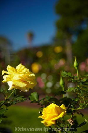 Auckland;botanic-garden;botanic-gardens;botanical-garden;botanical-gardens;Dove-Myer-Robinson-Park;flower;flowers;garden;gardens;N.Z.;New-Zealand;North-Is.;North-Island;Nth-Is;NZ;Parnell;Parnell-Rose-Garden;Parnell-Rose-Gardens;rose;rose-garden;rose-gardens;roses;yellow