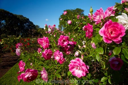 Auckland;botanic-garden;botanic-gardens;botanical-garden;botanical-gardens;Dove-Myer-Robinson-Park;flower;flowers;garden;gardens;N.Z.;New-Zealand;North-Is.;North-Island;Nth-Is;NZ;Parnell;Parnell-Rose-Garden;Parnell-Rose-Gardens;pink;rose;rose-garden;rose-gardens;roses