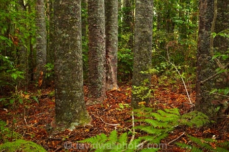 Auckland;Auckland-Region;fern;ferns;forest;forests;frond;fronds;kauri;Kauri-forest;kauri-tree;kauri-trees;kauris;N.Z.;native-bush;native-forest;native-forests;nature;New-Zealand;North-Auckland;North-Is.;North-Island;Nth-Is;NZ;Parry-Kauri-Park;tree;trees;Warkworth;wood;woods