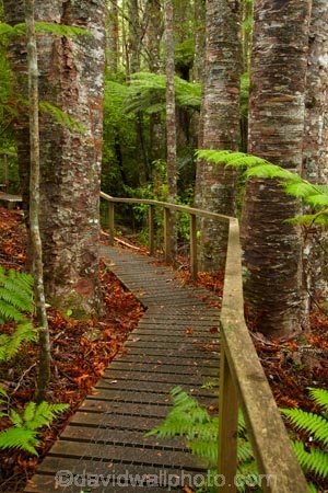 Auckland;Auckland-Region;fern;ferns;forest;forests;frond;fronds;kauri;Kauri-forest;kauri-tree;kauri-trees;kauris;N.Z.;native-bush;native-forest;native-forests;nature;New-Zealand;North-Auckland;North-Is.;North-Island;Nth-Is;NZ;Parry-Kauri-Park;path-pathway;paths;tree;trees;walking-track;walking-tracks;Warkworth;wood;woods