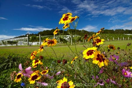 agricultural;agriculture;Ascension-Vineyard;Ascension-Wine-Estate;Ascension-Winery;Auckland;Auckland-region;country;countryside;crop;crops;cultivation;farm;farming;farmland;farms;field;fields;flower;flowers;grape;grapes;grapevine;horticulture;Matakana;N.Z.;New-Zealand;North-Auckland;North-Is.;North-Island;Nth-Is;NZ;Rodney-District;row;rows;rural;vine;vines;vineyard;vineyards;vintage;wild-flower;wild-flowers;wildflower;wildflowers;wine;wineries;winery;wines;yellow