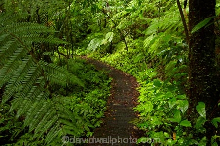 Auckland;bush-native-bush;forest;green;Hunua-Falls-Loop-Track;Hunua-Falls-Loop-Walk;Hunua-Falls-Regional-Park;Hunua-Ranges;Hunua-Ranges-Regional-Park;lush;N.Z.;native-forest;New-Zealand;New-Zealand-bush;North-Is.;North-Island;Nth-Is;NZ;track;tracks;walking-track;walking-tracks