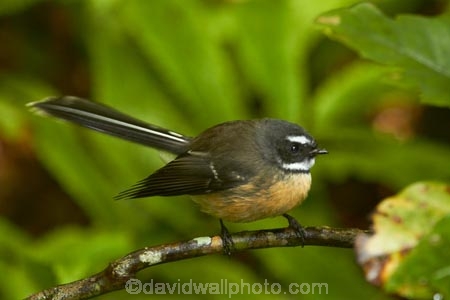Animal;animals;Auckland;avian;bird;bird-spotting;bird-watching;bird_watching;birds;eco-tourism;eco_tourism;ecotourism;fantail;fantails;Fauna;forest-bird;Hunua-Falls-Regional-Park;Hunua-Ranges;Hunua-Ranges-Regional-Park;insectivorous-bird;insectivorous-birds;N.Z.;Natural;Nature;New-Zealand;New-Zealand-fantail;North-Is.;North-Island;Nth-Is;NZ;NZ-fantail;Ornithology;Rhipidura-fuliginosa;wild;wildlife