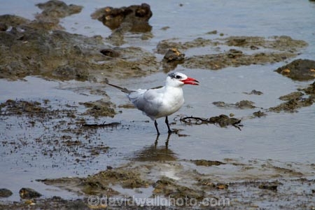 Animal;animals;Auckland;avian;bay;bays;bird;bird-spotting;bird-watching;bird_watching;birds;Caspian-Tern;Caspian-Terns;coast;coastal;coastline;coastlines;coasts;eco-tourism;eco_tourism;ecotourism;Fauna;Hauraki-Gulf;Hibiscus-Coast;N.Z.;Natural;Nature;New-Zealand;North-Auckland;North-Is.;North-Island;Nth-Is;NZ;Okoromai-Bay;Ornithology;Regional-Park;Rodney-District;sea;seas;Shakespear;Shakespeare;shore;shoreline;shorelines;shores;Sterna-caspia;Taranui;tern;terns;water;Whangaparaoa-Peninsula;wild;wildlife