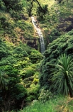 bush;cabbage-tree;cascade;falls;forest;forestry;forests;green;native;natural;trees;waterfalls