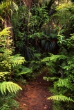 fern;ferns;forest;forestry;forests;great-walk;green;hiking;lush;native-bush;tracks;tramp;tramping;walking;walks