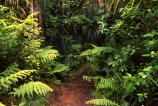 fern;ferns;forest;forestry;forests;great-walk;green;hiking;lush;native-bush;tracks;tramp;tramping;walking;walks