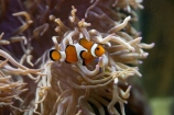 Auckland;Auckland-Museum;Auckland-War-Memorial-Museum;museum;museums;N.I.;N.Z.;New-Zealand;NI;North-is;North-Island;NZ;wildlife-park;wildlife-parks;Western-Clownfish;Amphiprion-ocellaris;Anemone
