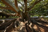 Auckland;Auckland-Domain;Australian-banyan;branch;branches;Ficus-Macrophylla;fig-tree;fig-trees;Moreton-Bay-fig;Moreton-Fig-Tree;N.Z.;New-Zealand;North-Is.;North-Island;Nth-Is;NZ;root;roots;The-Domain;tree-root;tree-roots