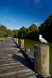 Auckland;Auckland-Region;bird;birds;Black_billed-gull;Black_billed-gulls;boardwalks;Larus-bulleri;Mahurangi-River;Mahurangi-River-Boardwalk;N.Z.;New-Zealand;North-Auckland;North-Is.;North-Island;Nth-Is;NZ;river;rivers;seagull;seagulls;Warkworth;Warkworth-Boardwalk