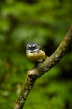 Animal;animals;Auckland;avian;bird;bird-spotting;bird-watching;bird_watching;birds;eco-tourism;eco_tourism;ecotourism;fantail;fantails;Fauna;forest-bird;Hunua-Falls-Regional-Park;Hunua-Ranges;Hunua-Ranges-Regional-Park;insectivorous-bird;insectivorous-birds;N.Z.;Natural;Nature;New-Zealand;New-Zealand-fantail;North-Is.;North-Island;Nth-Is;NZ;NZ-fantail;Ornithology;Rhipidura-fuliginosa;wild;wildlife
