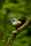 Animal;animals;Auckland;avian;bird;bird-spotting;bird-watching;bird_watching;birds;eco-tourism;eco_tourism;ecotourism;fantail;fantails;Fauna;forest-bird;Hunua-Falls-Regional-Park;Hunua-Ranges;Hunua-Ranges-Regional-Park;insectivorous-bird;insectivorous-birds;N.Z.;Natural;Nature;New-Zealand;New-Zealand-fantail;North-Is.;North-Island;Nth-Is;NZ;NZ-fantail;Ornithology;Rhipidura-fuliginosa;wild;wildlife