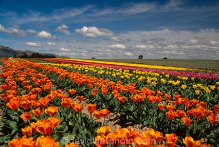 agriculture;color;colors;colour;colours;countryside;cultivation;field;fields;flora;floral;flower;flowers;garden;gardens;green;growing;horticulture;n.z.;New-Zealand;nz;orange;pink;red;rural;South-Island;South-Otago;Tapanui;tulip;Tulip-Field;Tulip-Fields;tulips;yellow