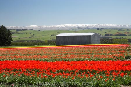 bloom;blooming;blooms;color;colorful;colors;colour;colourful;colours;country;countryside;cultivation;farm;farming;farmland;farms;field;fields;flora;floral;flower;flowers;fresh;garden;grow;growing;growth;horticulture;N.Z.;New-Zealand;NZ;paddock;paddocks;renew;rural;S.I.;season;seasonal;seasons;SI;South-Is.;South-Island;spring;springtime;Tapanui;tulip;tulip-bulb-growing;tulip-field;Tulip-Fields;Tulipa-sp.;tulips;West-Otago
